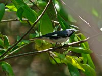 Black-Throated Blue Warbler - male - Monroe County, FL - 04/28/13