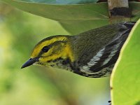 Black-Throated Green Warbler - female - Monroe County, FL - 05/02/19