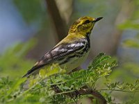 Black-Throated Green Warbler - female - Monroe County, FL - 05/02/19