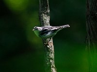 Black-and-White Warbler - female -  Saratoga County, NY - 08/02/14