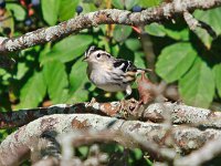 Black-and-White Warbler - female -  Cape May County, NJ - 09/17/13