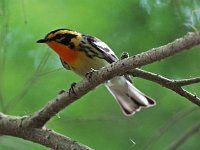 Blackburnian Warbler - male - Saratoga County, NY - 06/22/20