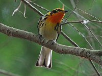 Blackburnian Warbler - male - Saratoga County, NY - 06/22/20