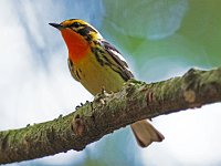 Blackburnian Warbler - male - Saratoga County, NY - 06/22/20