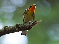 Blackburnian Warbler - male - Saratoga County, NY - 06/22/20