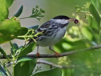 Blackpole Warbler - male -  Monroe County, FL - 04/28/18