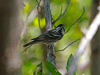 Blackpole Warbler - male -  Monroe County, FL - 04/28/13
