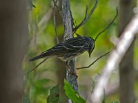 Blackpole Warbler - male -  Monroe County, FL - 04/28/13