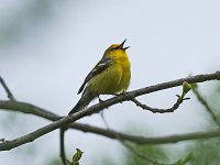 Blue-Winged Warbler - male - Saratoga County, NY - 05/07/17