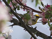 Brewster's Warbler  - Saratoga County, NY - 05/16/20