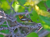 Cape May Warbler - male -  Monroe County, FL - 04/26/13