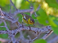 Cape May Warbler - male - Monroe County, FL - 04/26/13