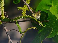 Cape May Warbler - female -  Monroe County, FL - 04/26/13