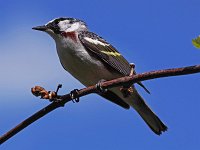Chestnut-Sided Warbler - male - Saratoga County, NY - 05/16/20