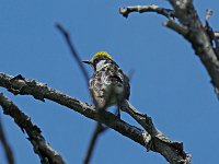 Chestnut-Sided Warbler - male - Saratoga County, NY - 06/29/14