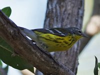 Magnolia Warbler - female -  Monroe County, FL - 04/28/18