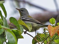 Northen Parula - female - Monroe County, FL - 05/02/19