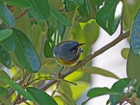 Northen Parula - male - Monroe County, FL - 05/02/19