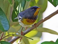 Northen Parula - male - Monroe County, FL - 05/02/19