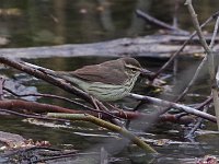 Northern Waterthrush - Saratoga County, NY - 04/30/20