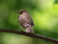 Ovenbird - Saratoga County, NY - 05/21/20