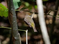 Palm Warbler - male - Monroe County, FL - 05/05/14