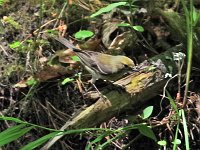 Pine Warbler - Saratoga County, NY - 06/21/20