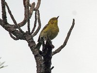 Pine Warbler - Monroe County, FL - 04/29/15
