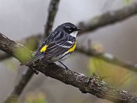 Yellow-Rumped Warbler - male - Saratoga County, NY - 05/08/20