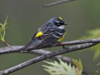 Yellow-Rumped Warbler - male - Saratoga County, NY - 05/06/17