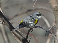 Yellow-Rumped Warbler - male - Saratoga County, NY - 04/15/15