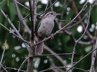 Carolina Wren - Saratoga County, NY - 07/08/20