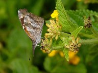 American Snout - Pima County, AZ - 08/22/06
