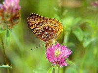 Aphrodite Fritillary - Saratoga County, NY