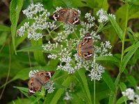 Common Buckeye - Cape May, NJ - 09/17/10