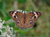 Common Buckeye - Cape May, NJ - 09/17/10