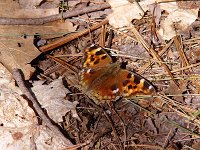 Compton Tortoiseshell - Saratoga County, NY - 03/28/04