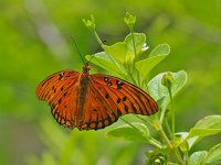 Gulf Fritillary - Monroe County, FL - 05/03/11