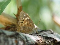 Hackberry Emperor - Santa Cruz County, AZ - 08/23/06