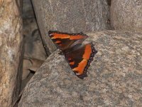 Milbert's Tortoiseshell - Hamilton County, NY -  07/30/05