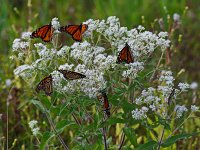 Monarch - Cape May, NJ - 09/17/10