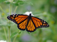Monarch - Cape May, NJ - 09/17/10