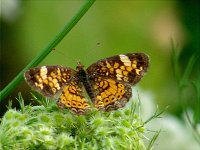 Pearl Crescent - Saratoga County, NY - 08/18/04