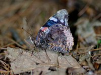 Red Admiral - Saratoga County, NY - 05/25/12