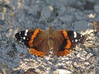 Red Admiral - Cape May County, NJ - 09/13/10