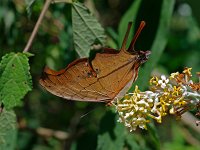 Ruddy Daggerwing - Dade County, FL- 05/10/09