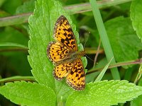 Silver-Bordered Fritillary - Hamilton County, NY - 08/6/04
