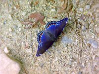 White Admiral - "intergrade" - Hamilton County, NY
