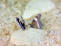 White Admiral  - Hamilton County, NY