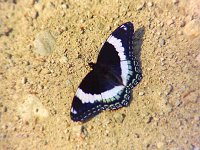White Admiral  - Hamilton County, NY